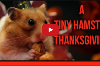 Tiny Hamster Hosts Tiny Thanksgiving For Tiny Guests