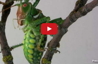 Have You Ever Seen An Insect Breathe? It’s Crazy!