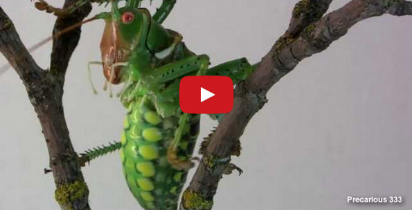 Have You Ever Seen An Insect Breathe? It’s Crazy!