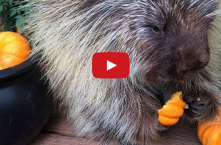 A Porcupine Makes Bizarre Sounds While Eating Pumpkin