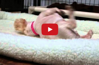 9-Year-Old Rescue Dog Has A Comfy Bed For The First Time