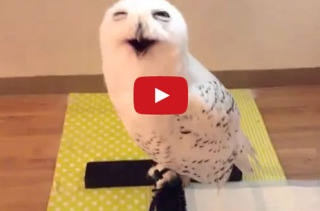 Can’t Stop Smiling At This Smiling Owl