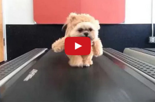 A Dog In A Teddy Bear Costume On A Treadmill