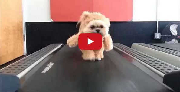 A Dog In A Teddy Bear Costume On A Treadmill