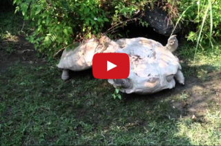 Watch A Hero Turtle Flip Over His Upside Down Turtle Friend