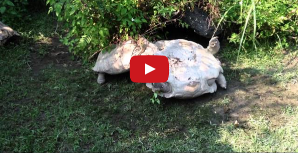 A Turtle Helping Another Turtle Will Warm Your Cold Heart