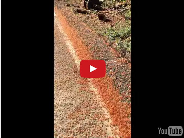 This Footage Of A Tiny Red Crab Migration Will Make You Squirm