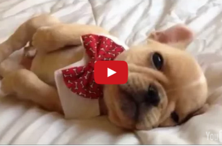 Watch As A French Bulldog Puppy Falls Asleep Wearing Bow Tie