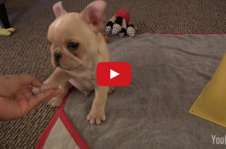 Watch This French Bulldog Puppy Perform His New Tricks