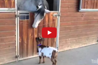This Little Baby Goat Wants To Headbutt This Horse SO BAD