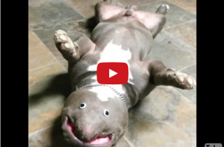A Newly Discovered Googly-Eyed Pit Bull Creature