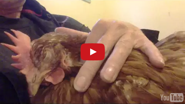 Now I’ve Seen It All: A Chicken Purring Like A Cat
