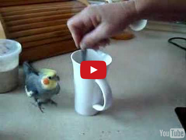 Little Bird Runs In Circles While Coffee’s Being Prepared
