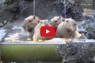 It’s Bath Time For JoeJoe The Capybara And His Duckling Pals