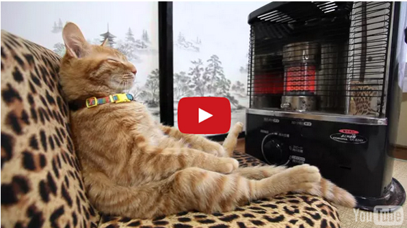 A Cat Relaxes On A Sofa In Front Of A Heater Like A Person
