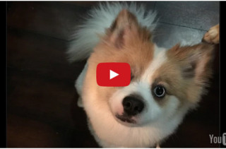 A Little Puppy Is Confronted With A Tough Decision