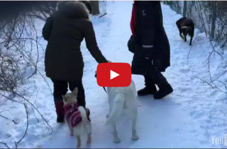 This Dog Thinks It’s His Job To Walk The Wiener Dog
