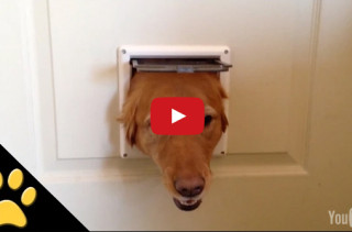 Hilarious Dogs Take Turns Peeking Through A Doggy Door