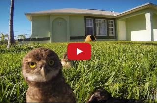 A GoPro Catches A Pretty Impressive Owl Dance-Off