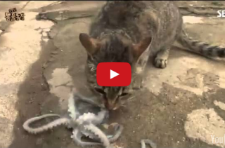 Cat vs Octopus: Who Will Win?
