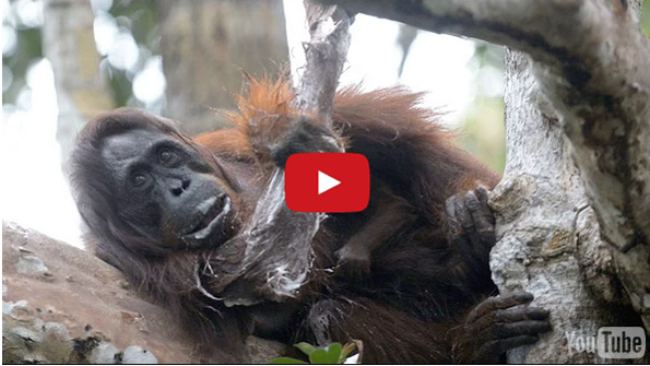 An Orangutan Steals A Bar Of Soap, Uses It Like A Person