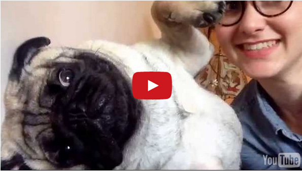 This Pug Really Does NOT Want Any Kisses From His Person