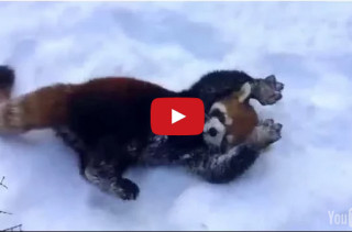 These Red Pandas Playing In The Snow Is Beyond Cute