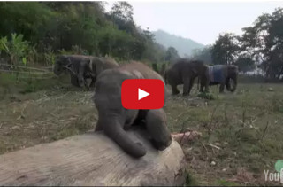 An Adorable Baby Elephant Tries To Scare Away A Flock Of Birds