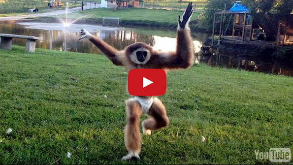 APEril The Gibbon Pulls A Hat Over Her Head, Runs Into Stuff