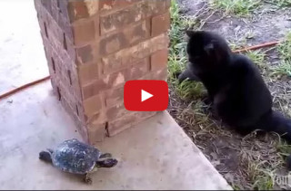 Watch A Cat And Turtle Play A Riveting Game Of Tag