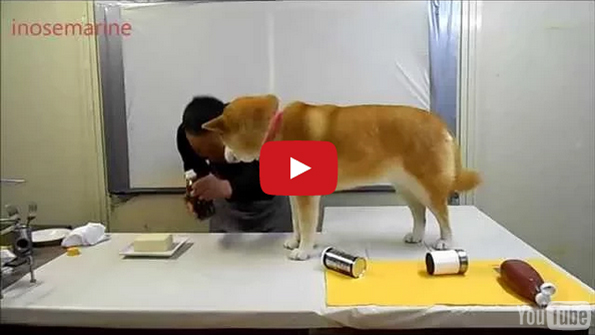 Watch This Funny Dog “Help” His Human Cook A Meal