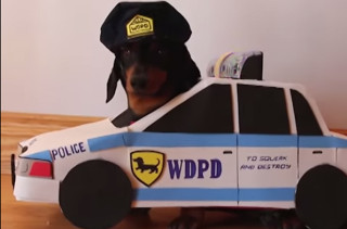 Dachshunds Play "Cops And Robbers" BRB Dying Of Cute