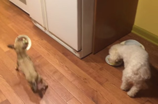 This Sweet Little Rescue Pup Doesn’t Like To Eat Alone