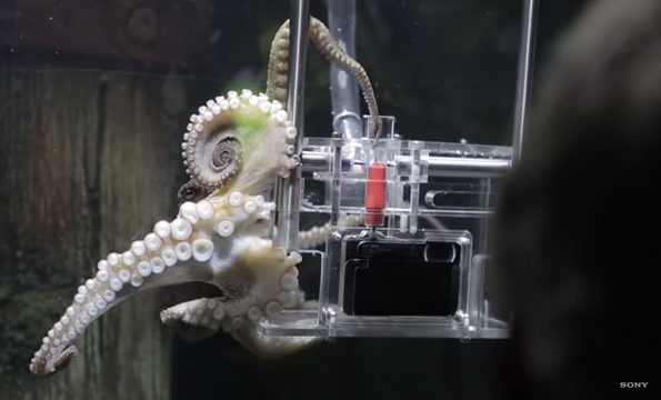 This Little Octo Is The World’s First Octopus Photographer