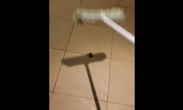 What Happens With This Guy Kills A Spider = Nightmare Fuel