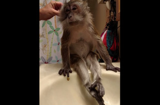 This Sweet Little Monkey Getting Groomed Is Ridiculously Cute