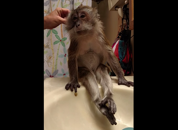 This Sweet Little Monkey Getting Groomed Is Ridiculously Cute