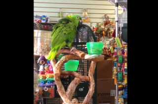 This Parrot Singing “Everything Is Awesome” Is, Well… Awesome