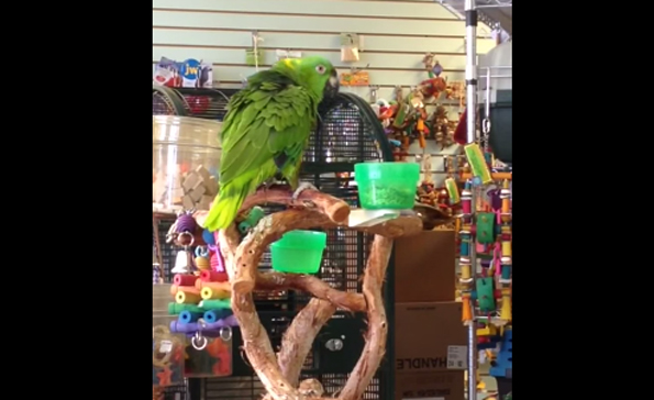 This Parrot Singing “Everything Is Awesome” Is, Well… Awesome