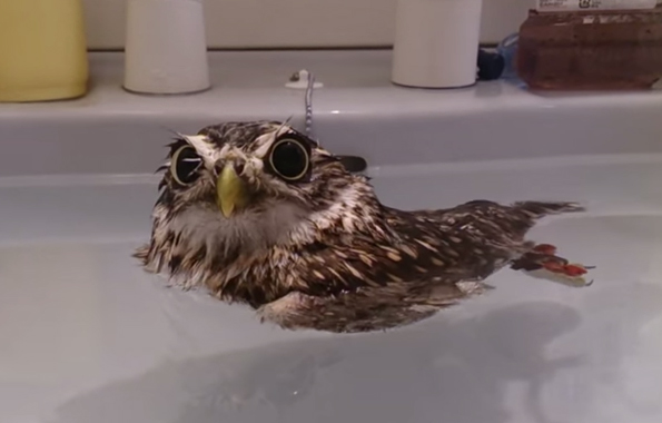 This Little Owl Taking A Bath Is So Cute I Can Barely Handle It