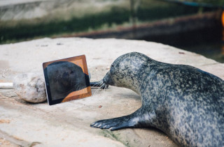 One Separated Seal Couple Keeps In Touch Through Facetime