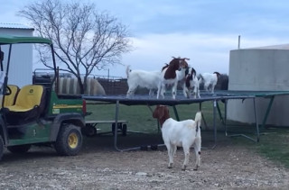 Stop What You're Doing, Here Are Some Goats On A Trampoline