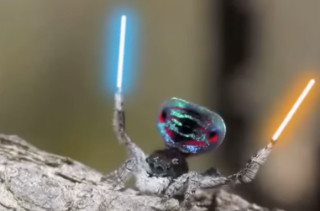 A Peacock Spider Dancing With Lightsabers Is Magical AF