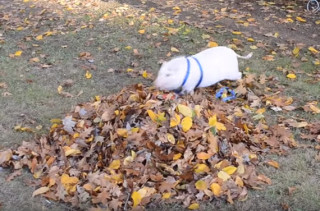 Watch This Pet Pig Jump In A Leaf Pile And TRY Not To Smile