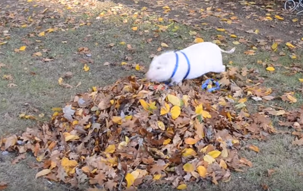 Watch This Pet Pig Jump In A Leaf Pile And TRY Not To Smile