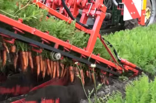 This Carrot Picking Machine Is Insanely Mesmerizing