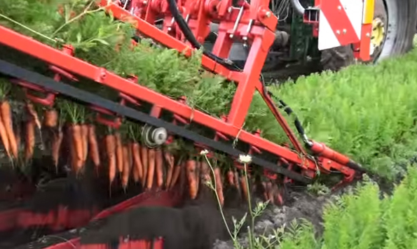 This Carrot Picking Machine Is Insanely Mesmerizing
