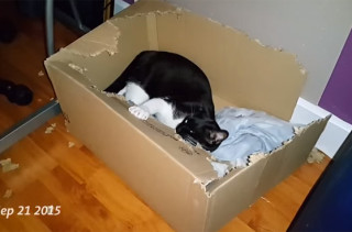 Watch This Cat Destroy A Box And Fear For Boxes Everywhere