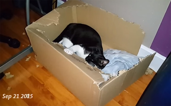 Watch This Cat Destroy A Box And Fear For Boxes Everywhere