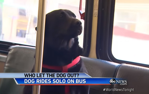 A Dog Learns How To Ride The Bus, Takes It Directly To The Park
